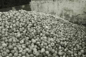 Pektin z padaných jablek má blahodárné účinky. Za komunismu se ve velkém vyráběl v bulharském kombinátu