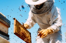 80letý včelař radí: Proč včely hynou na zásobách