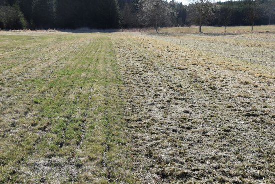 Porost s vyčesanou stařinou a mechem je důležitým předpokladem pro zdravý kvalitní porost. Zdroj foto - Jiří Andrlík 