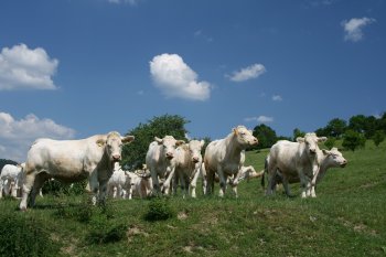 Jednou z činností firmy je zemědělská prvovýroba v ekologickém režimu. Zdroj foto - Ing. Jiří Mikuláštík ml. 