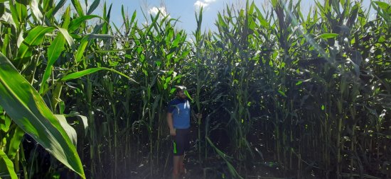 Sami můžete na fotografii vidět, jak kvalitní byl porost kukuřice loni. I z hlediska výnosu šlo o jeden z nejlepších v posledních letech. Zdroj foto - Milan Jelínek