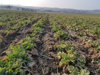 Porost řepky v březnu 2021 - řepka v páscích (silné rostliny s tvorbou pater od spodu, silný kulový kořen díky technologii strip-till, která patří mezi půdoochranné technologie). Zdroj foto - tisková zpráva AgriCS