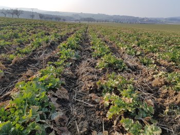 Porost řepky v březnu 2021 - řepka v páscích (silné rostliny s tvorbou pater od spodu, silný kulový kořen díky technologii strip-till, která patří mezi půdoochranné technologie). Zdroj foto - tisková zpráva AgriCS