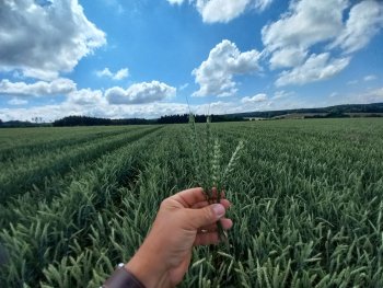 Ve všech lokalitách ČR měly porosty po Sumo DTS proti konvenčním technologiím výrazně navrch.  Zdroj foto - Václav Madl