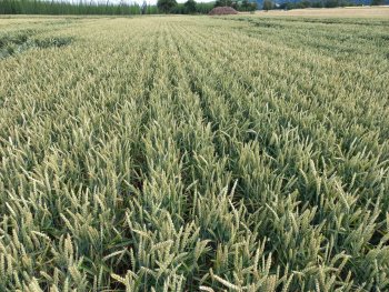 V ČR na 10 lokalitách v těchto dnech probíhá hodnocení porostů Strip-till vs. konvenční technologie setí. Lokality byly vybírány s ohledem na potřebu erozní ochrany, tlak na snižování nákladů a efektivity lidských zdrojů. V neposlední řadě byly vybrány také oblasti, které dlouhodobě trpí vláhovým deficitem.  Zdroj foto - Václav Madl