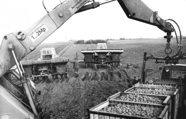 Fortschritt T 174 se osvědčil i v zemědělství. Na fotografii pomáhá při sázení brambor.