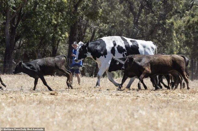 Největší býk v Austrálii, přezdívaný Nickers, je oblíbencem veřejnosti. Nepřijímají ho ani do masokombinátů, chtějí, aby žil.
