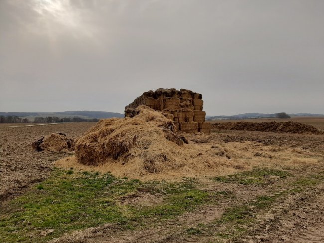 Příklad nevhodného skladování slámy. Zde došlo k silnému zatečení vody do stohovaných balíků a vzniku ztrát.