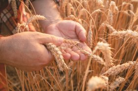 Podávání jednotné žádosti zahájeno. Letošní podání je možné výhradně přes Portál farmáře