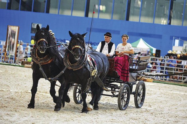 Pavilon F patří koním, kteří se prezentují v denním programu. Ten začíná vždy v 9:30 v kruhové ohradě a v 10:00 hodin v hlavní aréně.