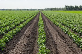 Boj s půdní erozí neohrozí pěstování kukuřice a brambor v ČR, a to ani na Vysočině. Chystají se nové postupy hospodaření