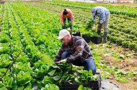 Reakce na nedostatek pracovníků v zemědělství, potravinářství nebo lesnictví: Mimořádná víza pro dalších 1 000 cizinců ročně