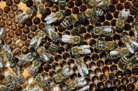 Včelaři mají na příští léta zajištěnu podporu 110 milionů korun ročně, polovinu z českého a polovinu z unijního rozpočtu
