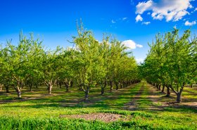 Ministerstvo zemědělství vloni podpořilo výsadbu 61 000 stromů na zemědělských pozemcích