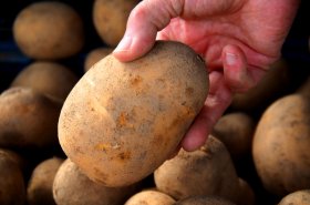 Pravidla pro dotace na prevenci proti chorobám chmele a na brambory vysoké jakosti se zjednoduší