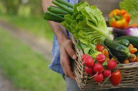 SZIF vydává rozhodnutí týkající se škrobových brambor, zeleniny a ovoce s velmi vysokou pracností, zeleniny a ovoce s vysokou pracností
