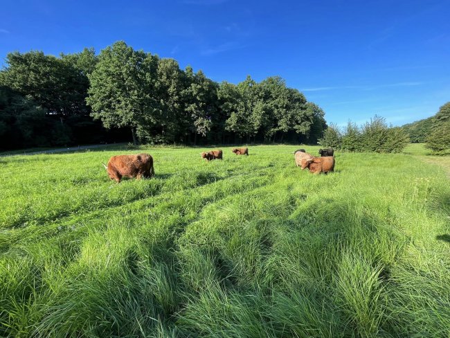 Plemenný chov Highlandů i vřesovek.