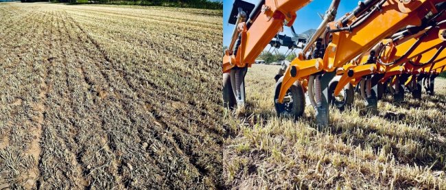 Na fotografii můžete vidět technologii STRIP-TILL při setí kukuřice po žitě, přímo do strniště.