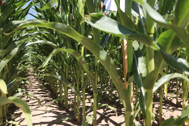 Varianta se 70 000 jedinci se přibližuje tomu, co používají i na místní Farmě Duben, kde pracují s variabilními mapami.