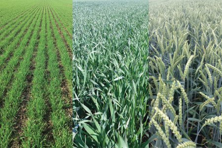 Porost založený strip-till technologií na podzim do strniště kukuřice. Snímek vlevo je z 16.3. (všimněte si již téměř rozložených zbytků kukuřice), prostřední z 26.4. a poslední z 13.6., kdy je pšenice již po odkvětu.