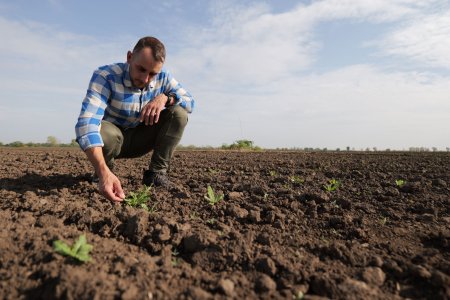 Farmář zkoumá půdu a malé rostlinky přímo na poli.
