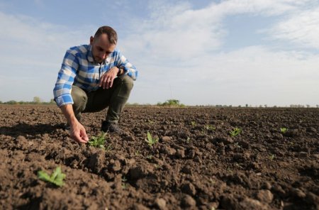 Farmář kontroluje a identifikuje plevel přímo na poli ručně.