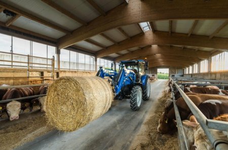 Traktor New Holland T5S manipuluje s kulatým balíkem slámy přímo ve stáji při krmení skotu.