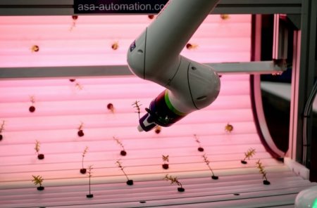Robotický manipulátor prezentující precizní práci s rostlinným materiálem – ukázka využití robotiky a umělé inteligence v zemědělství.