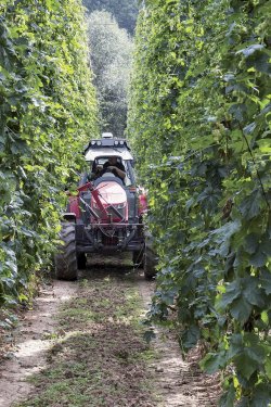 U chmele pěstovaného na vysoké konstrukci, se chmelové révy nejprve odstřihávají nad úrovní pasu, aby došlo
následně k jejich strhnutí na návěs.