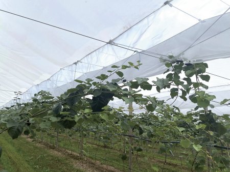 Pro pěstitele červeného kiwi připravila Arrigoni ještě silnější kalibr: Dili Ultra. Toto zakrytí je vyrobeno z nejkvalitnějších surovin, obsahuje speciální pigmenty a v reálu dokáže zastavit prakticky 100 % deště.