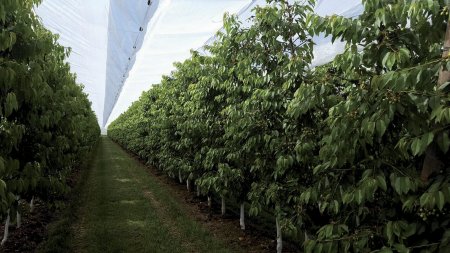 Při zrání třešní je největším strašákem praskání plodů – jakmile prší v závěrečné fázi, buňky nestíhají reagovat a plody pukají.