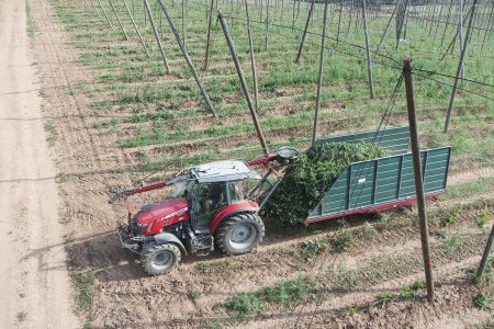 V době naší návštěvy probíhala sklizeň chmele.