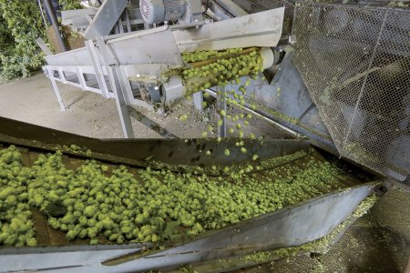 Chmelové šištice se sklízejí na konci léta, typicky od konce srpna do začátku září, kdy jsou zralé a mají silné aroma. Z česací linky (na snímku) putují ihned do sušárny.