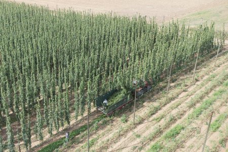Samotná sklizeň je spjata se soupravami pro mechanizovanou sklizeň chmele, které se skládají ze strhávače a návěsu (přívěsu).