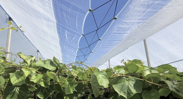 Arrigoni: Italská textilní technika pro ochranu ovoce | Agroportal24h.cz