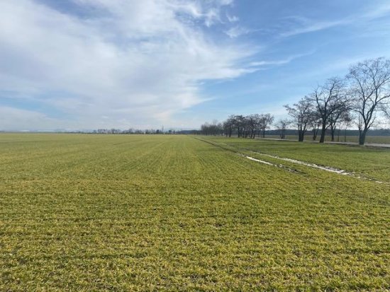 Soutěžní orba v České republice má za sebou mimořádný rok.