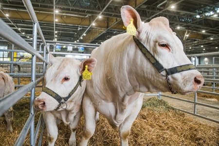 AGRISHOW je v plném proudu. K vidění jsou nejen stroje, ale i hospodářská zvířata. Zdroj: bvv.cz