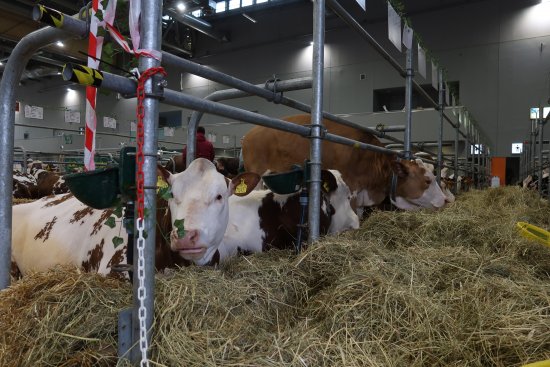 K vidění bylo okolo 
 600 hospodářských zvířat.