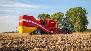 Červený sklízeč brambor Grimme EVO 260 s traktorem na poli