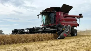Sklízecí mlátička Case IH Axial-Flow 8250 na poli