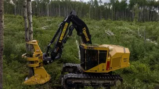 Lesní stroj Tigercat při těžbě stromu