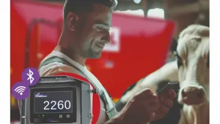 Chovatel u krávy používá telefon a digitální krmný systém