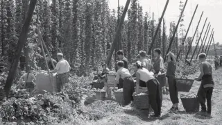 Historická fotografie ruční sklizně chmele na chmelnici