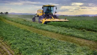 Žlutý samojízdný žací stroj New Holland Speedrower na poli
