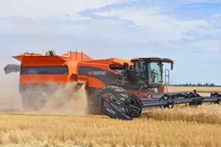 Oranžová sklízecí mlátička Tribine při sklizni obilí