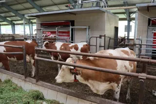 Krávy ve stáji u dojicího robota.
