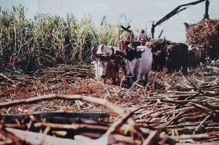 Dělník na plantáži cukrové třtiny na Kubě