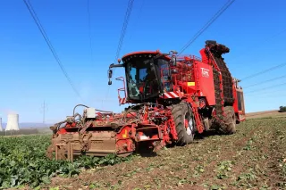 Sklízeč cukrové řepy Holmer Terra Dos na poli