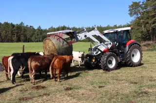 Traktor Steyr s balíkem sena u skotu na pastvině