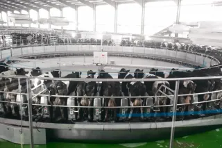 Velká kruhová dojírna se skupinou dojnic